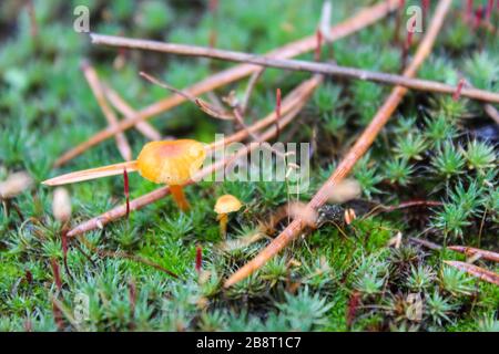 Mushrooms grow among moss and pine needles in the forest Stock Photo