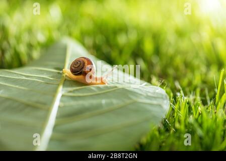 Lovely snail in grass with morning dew, macro, soft focus. Stock Photo