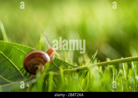 Beautiful lovely snail in grass with morning dew. Stock Photo
