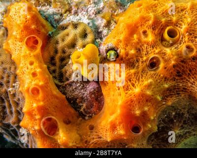 A tiny bug-eyed blenny pokes its head out of a hole in an orange sponge off the coast of Grand Cayman, Cayman Islands. Stock Photo