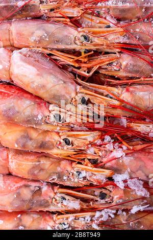 Frozen shrimp or prawn in plastic package isolated on a white background  Stock Photo - Alamy