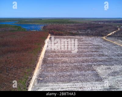 Aerial of commercial pine plantation recently burnt during summer bush fires showing signs of regrowth near Childers Queensland Australia Stock Photo