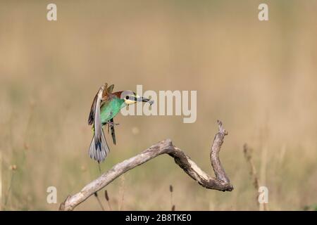Bee Eater; Merops apiaster; in Flight; Hungary Stock Photo