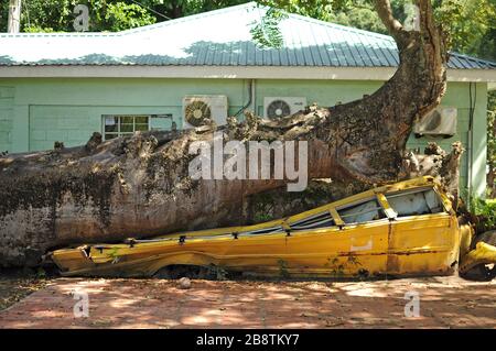 Hurricane david's wrath.A school bus was crushed by an African baobab tree toppled by Hurricane David in 1979; the bus and tree remain in the gardens. Stock Photo