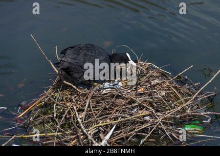 Coot; Fulica atra; Adult at Nest with Eggs; UK Stock Photo