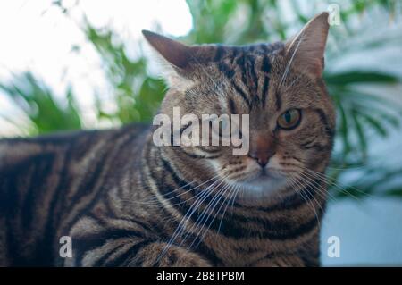 British tabby cat on the table in a calm pose Stock Photo