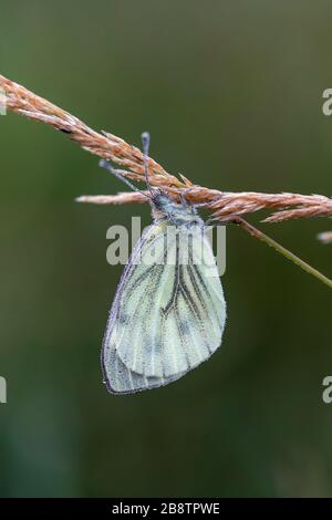 Green Veined White Butterfly; Pieris napi; With Water Droplets; UK Stock Photo