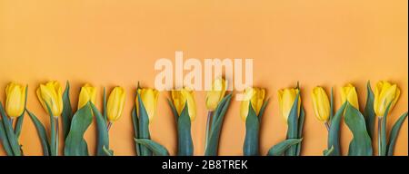 Yellow tulip flowers on bright background Stock Photo