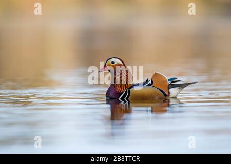 Mandarin Drake; Aix galericulata; Devon; UK Stock Photo