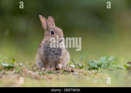 Rabbit; Oryctolagus cuniculus; Juevenile; UK Stock Photo