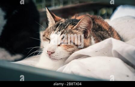 Cat pound. Close-up shot of homeless stray cat living in the animal shelter. Shelter for animals concept Stock Photo