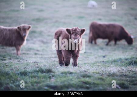Highland Cows In Dogmersfield Park, Hampshire Stock Photo