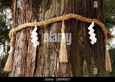 Shide on Shimenawa around a Yorishiro tree at Kasuga-taisha Shinto Shrine, Nara, Japan Stock Photo