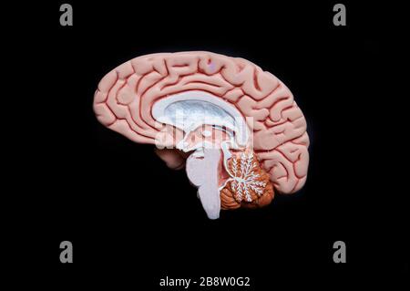 Internal brain anatomy. Artwork of a human head and brain from the side ...
