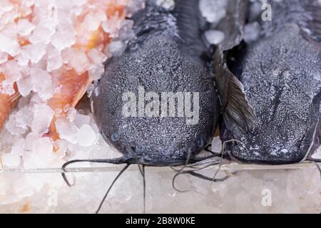 Fresh catfish, Siluriformes, on display on a UK fishmonger market stall Stock Photo