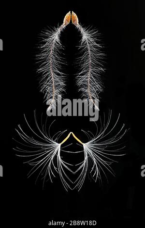 Seeds of clematis and coltsfoot on black background, a minimalistic geometrical impression Stock Photo