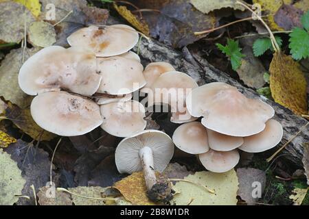 Lepista irina (also Clitocybe irina), known as the flowery blewit, wild mushroom from Finland Stock Photo