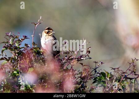 UK weather. A Reed Bunting (Emberiza schoeniclus) suns itself this morning in East Sussex,UK. Credit: Ed Brown/Alamy Live News Stock Photo