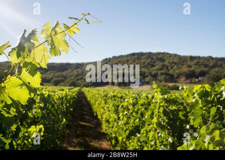 Cahors, Òlt, Occitania (Lot, France) Stock Photo