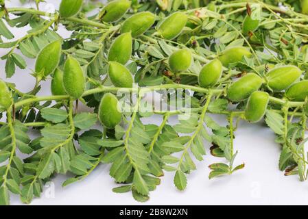 close up of Cicer Arietinum green Gram plant stem isolated on white background. Stock Photo