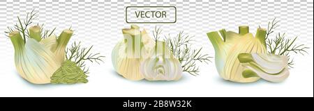 3D realistic fennel with green leaf. Aromatic spices isolated on transparent background. Set vector illustration Stock Vector
