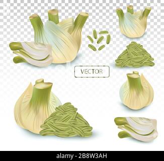 3D realistic fennel with green leaf. Aromatic spices isolated on transparent background. Set vector illustration Stock Vector