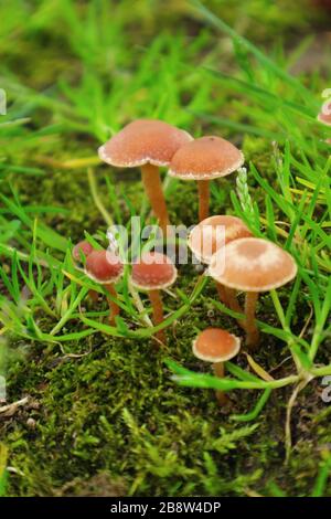 The group of the small poisonous mushrooms on the green moss. Stock Photo