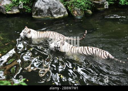 Singapore - 15 january 2019 - The lovers are swimming together - The beautiful white tigers in Singapore zoo Stock Photo