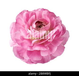 Ranunculus flower isolated on white background. Top view of beautiful pink buttercup flower. Stock Photo