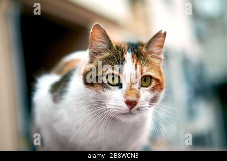 A stray animal on a city street. Homeless cat is resting on the roof of a car, selective focus. Stock Photo