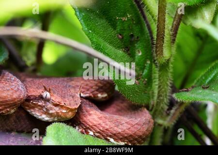 Portrait of Eyelash palm pit viper (Bothriechis schlegelii) or oropel. Volcano Arenal forest, Costa Rica. Stock Photo