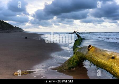 Sunset view of a caribbean beach with remains of a tree in foreground. Tortuguero national park, Costa Rica. Stock Photo