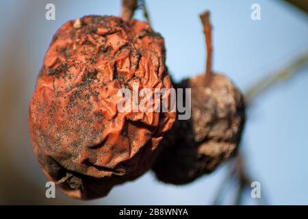 A rotten apple left in the orchard for winter. Stock Photo