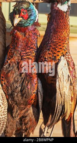 Pheasants ( Phasianus colchicus ) hung outside a butcher's shop in Devon UK Stock Photo