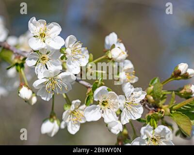 Flowering sour cherry, Prunus cerasus, in spring Stock Photo