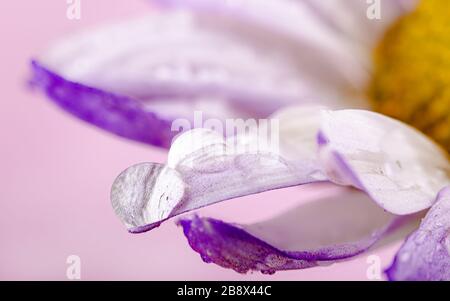 Macro photo of water drops on petal of purple daisy Stock Photo