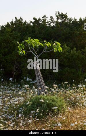 Young fig tree (Ficus carica) in the countryside in spring near El Pilar de La Mola (Formentera, Pityuses, Balearic Islands, Spain) Stock Photo