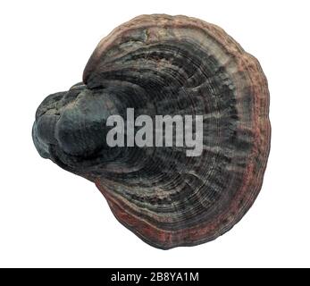 Lingzhi mushroom isolated on white background Stock Photo