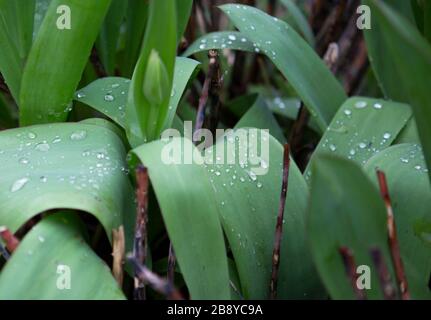 Water droplets on tulip leaves Stock Photo