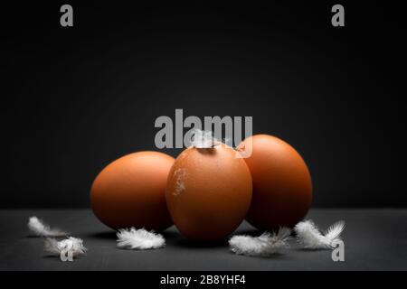 Chicken eggs and feathers close-up with dark background at low level view Stock Photo