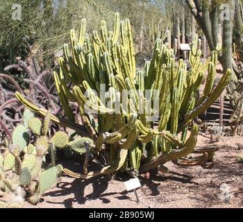 'Whortleberry Cactus (Myrtillocactus geometrizans); Cactus family (Cactaceae); native to Central Mexico.  Photographed at the Desert Botanical Garden, Phoenix, AZ.; 11 March 2007; Own work; Dave Pape; '