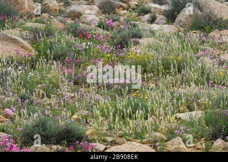 After a rare rainy season in the Negev Desert, Israel, an abundance of wildflowers sprout out and bloom. Photographed at the Lotz Cisterns in The Nege Stock Photo