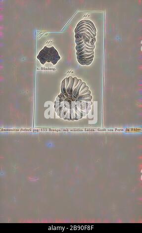 Ammonites deluci, Print, Ammonoidea, Ammonoids are a group of extinct marine mollusc animals in the subclass Ammonoidea of the class Cephalopoda. These molluscs, commonly referred to as ammonites, are more closely related to living coleoids (i.e., octopuses, squid, and cuttlefish) than they are to shelled nautiloids such as the living Nautilus species. The earliest ammonites appear during the Devonian, and the last species died out in the Cretaceous–Paleogene extinction event., Reimagined by Gibon, design of warm cheerful glowing of brightness and light rays radiance. Classic art reinvented wi Stock Photo
