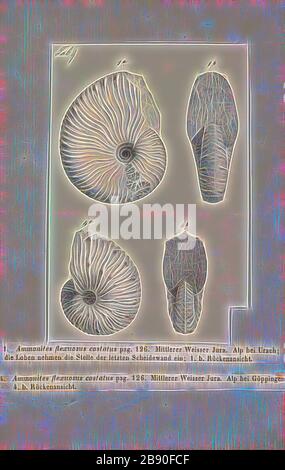 Ammonites flexuosus costatus, Print, Ammonoidea, Ammonoids are a group of extinct marine mollusc animals in the subclass Ammonoidea of the class Cephalopoda. These molluscs, commonly referred to as ammonites, are more closely related to living coleoids (i.e., octopuses, squid, and cuttlefish) than they are to shelled nautiloids such as the living Nautilus species. The earliest ammonites appear during the Devonian, and the last species died out in the Cretaceous–Paleogene extinction event., Reimagined by Gibon, design of warm cheerful glowing of brightness and light rays radiance. Classic art r Stock Photo