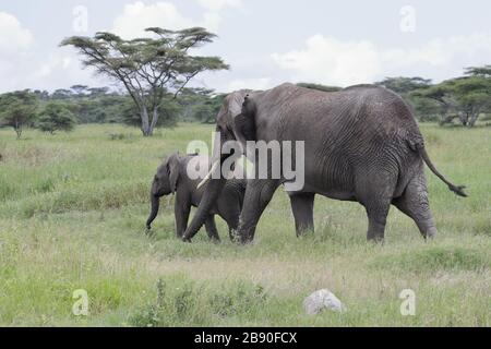 The African bush elephant, also known as the African savanna elephant, is the largest living terrestrial animal. Stock Photo