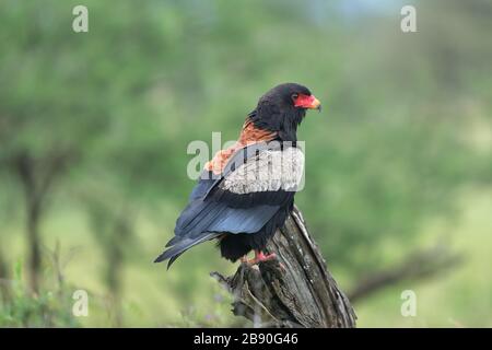The Bateleur is a medium-sized eagle in the family Accipitridae. Its closest relatives are the snake eagles. Stock Photo