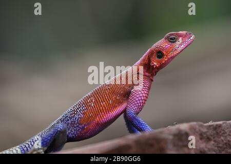 The common agama, red-headed rock agama, or rainbow agama is a species of lizard from the family Agamidae found in most of sub-Saharan Africa. Stock Photo