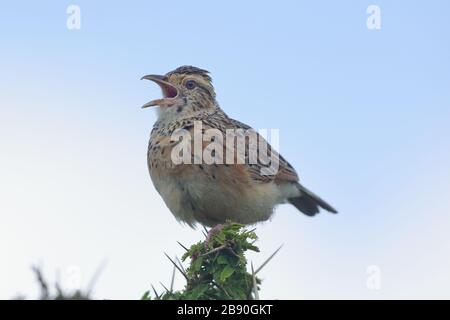 The rufous-naped lark or rufous-naped bush lark is a widespread and conspicuous species of lark in the lightly wooded grasslands, open savannas. Stock Photo