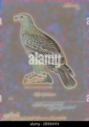 Aquila imperialis, Print, 1700-1880, Reimagined by Gibon, design of warm cheerful glowing of brightness and light rays radiance. Classic art reinvented with a modern twist. Photography inspired by futurism, embracing dynamic energy of modern technology, movement, speed and revolutionize culture. Stock Photo