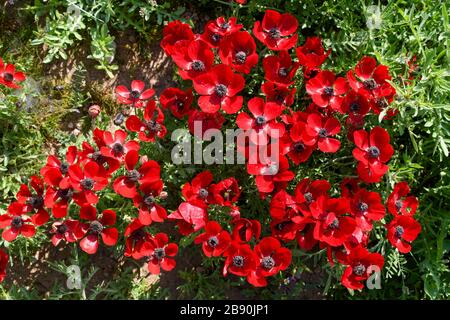 Ranunculus asiaticus, the Persian buttercup, is a species of buttercup (Ranunculus) native to the eastern Mediterranean region in southwestern Asia, s Stock Photo